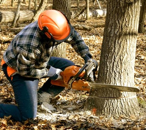 Tree Removal in Mapleville, RI